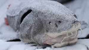 Bandi siberian sturgeon black caviar jar 50g. Sturgeon Caviar Investigation Lake Winnebago Network Extensive