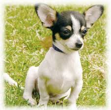 Chihuahua Dog Perros Chihuahua Mascotas Razas De Perros