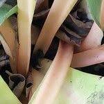 Image result for Chlorophytum filipendulum