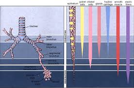 Respiratory System Histology