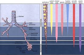 respiratory system histology