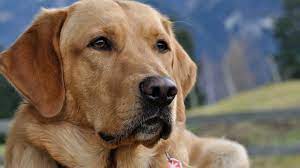 Dog ultrahd wallpaper for wide 16:10 5:3 widescreen whxga wqxga wuxga wxga wga ; 30 4k Ultra Hd Labrador Retriever Wallpapers Background Images