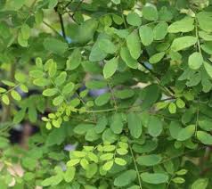 Image result for Ormocarpum trichocarpum