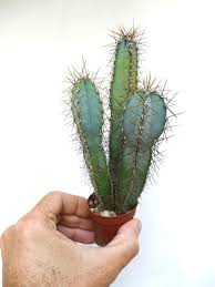 Image result for Cereus