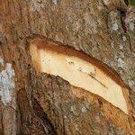 Image result for Shirakiopsis