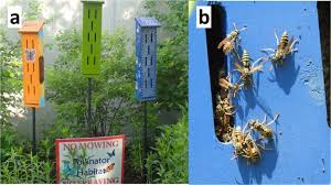 Killum pest control has won a variety of awards, including several business of the year. Invasive Paper Wasp Turns Urban Pollinator Gardens Into Ecological Traps For Monarch Butterfly Larvae Scientific Reports