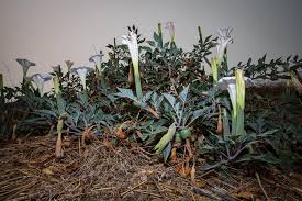 I was given some seeds many years ago, and have been growing it ever since.i have just learned it is deadly poisonous to pets and people if ingested, so i will be removing it from the areas where my dog plays. Plant Of The Month Datura