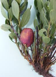 Image result for Anisophyllea