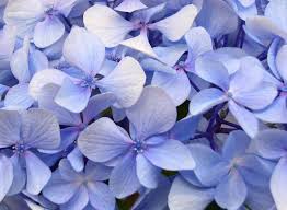 Check out our periwinkle flower selection for the very best in unique or custom, handmade pieces from our shops. Periwinkle Periwinkle Flowers Flower Wallpaper Beautiful Flowers