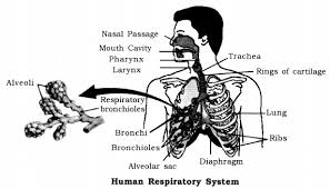 Life Processes Class 10 Notes Science Chapter 6 Learn Cbse Cbsenotes Cbseclass10sciencenotes Human Respiratory System Science Notes Human Digestive System