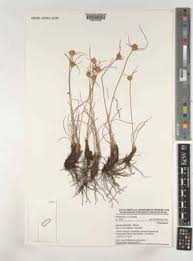 Image result for Cyperus nduru