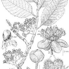 Image result for Tetracera boiviniana
