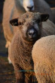 Babydoll Southdown Ewe In 2020 Sheep Baby Dolls Animals