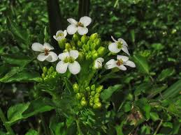 Image result for Nasturtium microphyllum