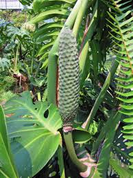 Tropical Plants In The Estufa Fria Garden In Lisbon Lisbon Travel Lisbon Tropical Plants