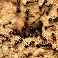 Avoid getting them in your flour by putting this may seem obvious, but keeping the kitchen as sanitized as possible is an effective way to prevent ants from coming in and taking over. Ants Signs Symptoms And Prevention