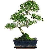 I'm pruning my dense umbrella shaped canopy to create a more natural looking miniature tropical bonsai.the tree is a serissa foetida and it is styled to. Serissa Bonsai Pruning Bonsaischule Wenddorf