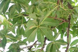 Image result for Sterculia quinqueloba