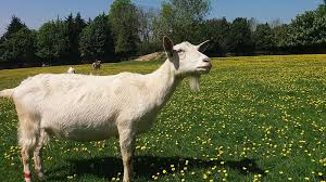 Laptele constituie productia principala de la cresterea caprelor, acesta avand acceasi caracteristica ca si cel de vaca. Caprele Saanen Capre Cu O ProducÅ£ie De Lapte ExcelentÄ Agroteca