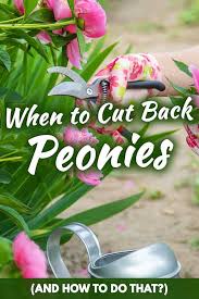 We did not find results for: When To Cut Back Peonies And How To Do That Garden Tabs