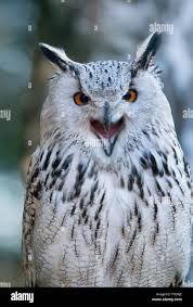 Image result for Bubo