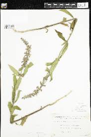 Image result for Stachys aculeolata