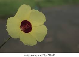 Image result for Hibiscus diversifolius