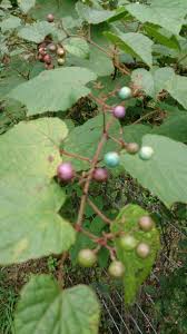 馬ブドウの収穫 : 山城工芸の朝市ブログ