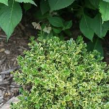 Image result for Buxus acutata