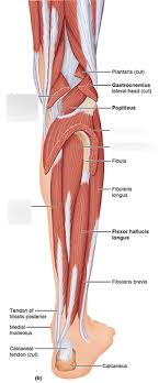 Leg muscle anatomical structure, labeled front, side and back view diagrams. Deeper Muscles Of Lower Leg Back View Diagram Quizlet