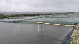 We did not find results for: How To Install The Fish Pond Hdpe Anti Seepage Geomembrane