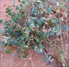 Image result for Pergularia