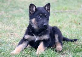These playful, lovable german shepherd puppies are a powerful, intelligent dog breed with a playful yet stern disposition. German Shepherd Dog Puppy For Sale In Mount Joy Pa Adn 58235 On Puppyfinder Com Gender Female Age 7 Weeks Puppies Dogs And Puppies German Shepherd Puppies