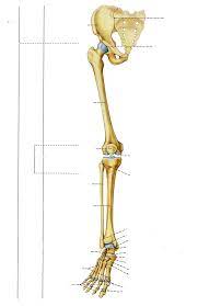 Health diagram bone skeleton leg knee science anchor chart human human body. Bones Of The Leg Part 1 Diagram Quizlet