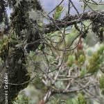 Image result for Angraecum sacciferum