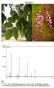 Image result for Millettia usaramensis