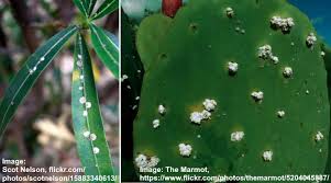 If inside plants are infested, you may be looking for a way to control scale insects on indoor plants. Scale On Plants How To Kill Scale Bugs Scale Insects