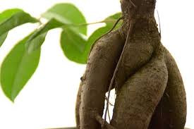This can be a short time or long time. How To Revive A Ficus Bonsai Tree