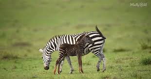 A zebra's coat is a giant bar code—and we can scan it. Baby Zebra Found With Spots Where There Should Be Stripes