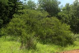 Image result for Acacia borleae