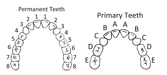 Teeth Chart With Letters Pediatric Dentition Chart