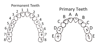 teeth chart with letters pediatric dentition chart