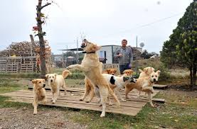 Bursa Da Hayatini Terk Edilmis Kopeklere Adadi Bursada Bugun Bursa Bursa Haber Bursa Haberi Bursa Haberleri Bursa