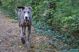 The most important thing to remember is there is no one right height you are supposed to be — whether you're tall, short, or. When Do Great Danes Stop Growing Taller Heavier Great Dane Care