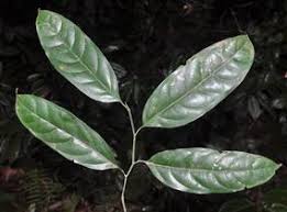 Image result for Strombosia scheffleri