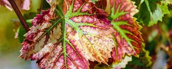 Image result for peronospora grapevine