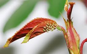 Like mealybugs, aphids are small insects that feed on the sap of kalanchoe plants. How To Get Rid Of Aphids Kings Plant Doctor