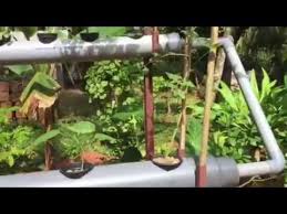 Aquaponic In Kerala For Beginners Youtube