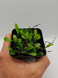 Image result for Pyrrosia stolzii