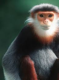 Primates of the Greater Mekong: